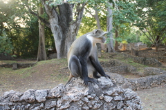Cercopithecus mitis
