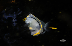 Polycera capensis