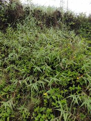 Melinis minutiflora