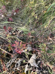 Geranium platyanthum