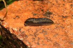 Arion hortensis