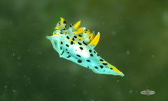 Thecacera