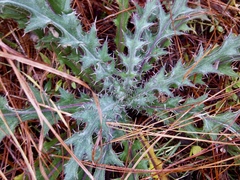 Cirsium horridulum