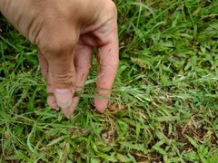 Eragrostis tenuifolia