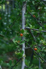 Ehretia rigida