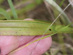 Thelymitra graminea