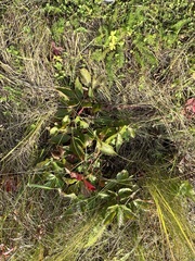 Potentilla fragarioides