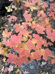 Acer grandidentatum