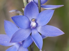 Thelymitra graminea