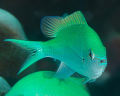 Chromis atripectoralis