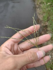 Digitaria violascens