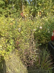 Cirsium serratuloides
