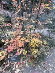 Acer grandidentatum