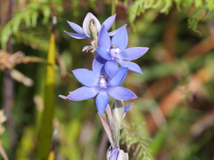 Thelymitra graminea