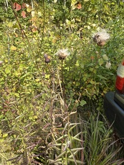 Cirsium serratuloides