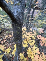 Acer grandidentatum