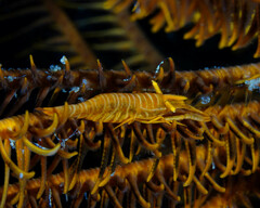 Laomenes amboinensis