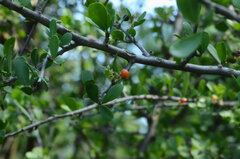 Ehretia rigida