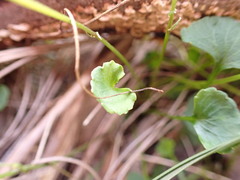 Viola silicestris