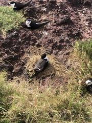 Onychoprion fuscatus