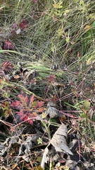 Geranium platyanthum