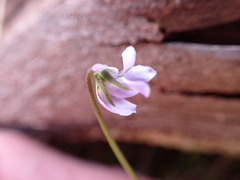 Viola silicestris
