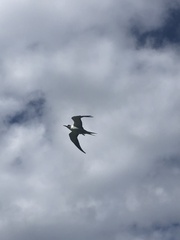 Onychoprion fuscatus