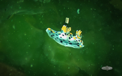 Thecacera
