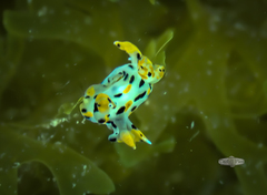 Thecacera