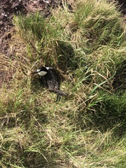 Onychoprion fuscatus