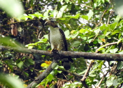 Pernis ptilorhynchus torquatus