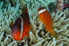 Amphiprion barberi