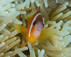 Amphiprion barberi