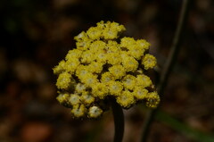 Helichrysum nudifolium