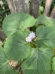 Cucurbita moschata