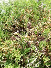 Passerina rigida