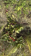 Potentilla fragarioides