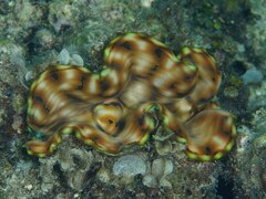 Tridacna