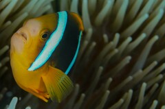 Amphiprion chrysopterus