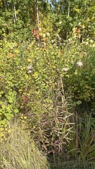 Cirsium serratuloides
