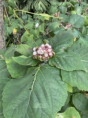 Clerodendrum chinense
