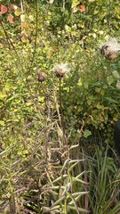Cirsium serratuloides