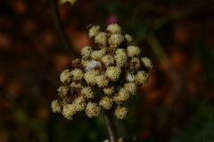 Helichrysum nudifolium