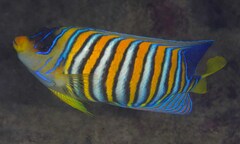 Pygoplites diacanthus
