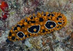 Phyllidia ocellata