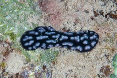 Phyllidiella