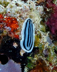 Phyllidiopsis xishaensis