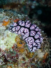 Phyllidiella