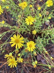 Chrysopsis scabrella