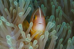 Amphiprion perideraion
